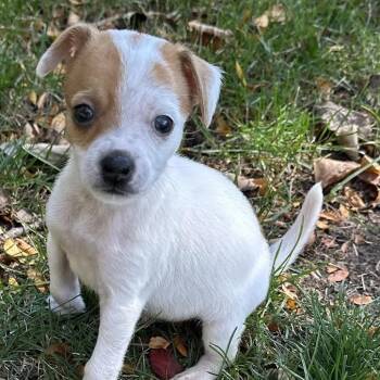Mark -  Mixed Breed Dog for Adoption in Madison, Wisconsin - Mark | PetCurious