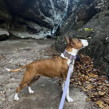Leia -  Bull Terrier Dog for Adoption in Dallas, Texas - Leia | PetCurious