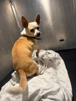 Chihuahua Dogs Available for Adoption in San Antonio, Texas - STRAUSS | PetCurious