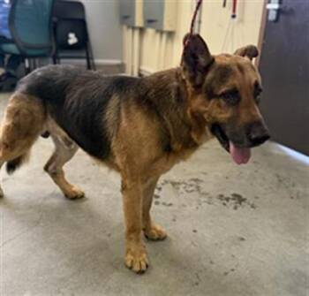 Rescue German Shepherd Dog Dogs for Adoption in Camarillo, California - CHANNING | PetCurious