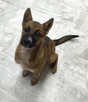 Rescue Cattle Dog Dogs for Adoption in Neillsville, Wisconsin - Bubbles | PetCurious