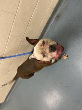 BOSS -  Mixed Breed Dog for Adoption in West Palm Beach, Florida - BOSS | PetCurious