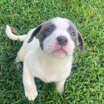 Isis -  Pit Bull Terrier and Mixed Breed Dog for Adoption in Buffalo, Minnesota - Isis | PetCurious
