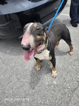 Bull Terrier Dogs Available for Adoption in San Antonio, Texas - SKUNK | PetCurious
