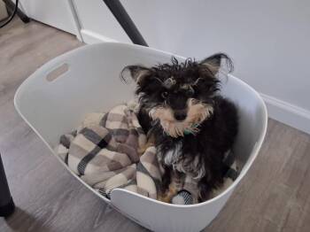Courtesy Post - Ricky -  Shih Tzu and Yorkshire Terrier Dog for Adoption in VERNON ROCKVL, Connecticut - Courtesy Post - Ricky | PetCurious