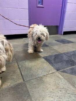61265050 -  Terrier and Mixed Breed Dog for Adoption in El Paso, Texas - 61265050 | PetCurious