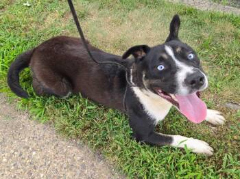 Beauty -  Husky Dog for Adoption in Trenton, New Jersey - Beauty | PetCurious