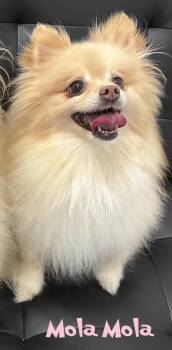 Mola Mola -  Pomeranian and Mixed Breed Dog for Adoption in Mason, Michigan - Mola Mola | PetCurious