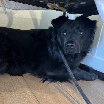 Bob -  Chow Chow and Mixed Breed Dog for Adoption in Ojai, California - Bob | PetCurious