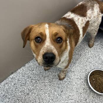 Cattle Dog and Beagle Dogs Available for Adoption - Hank | PetCurious