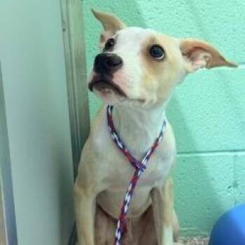 Dog (1) 09/29/2026 -  Whippet and Mixed Breed Dog for Adoption in Bullhead City, Arizona - Dog (1) 09/29/2026 | PetCurious