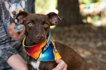Moka -  Chihuahua Dog for Adoption in Santa Rosa, California - Moka | PetCurious