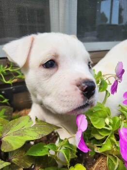 Harper Lee -  Pit Bull Terrier Dog for Adoption in Pottstown, Pennsylvania - Harper Lee | PetCurious