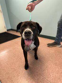 Rescue Labrador Retriever and Pit Bull Terrier Dogs for Adoption in Wabash, Indiana - Willow | PetCurious