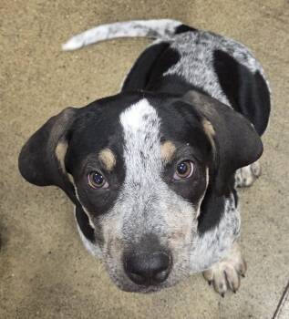 Matilda -  Bluetick Coonhound and Hound Dog for Adoption in Hillsdale, New York - Matilda | PetCurious