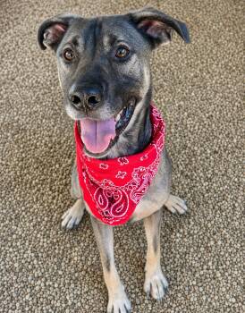 Wrecker -  Mixed Breed Dog for Adoption in Lacon, Illinois - Wrecker | PetCurious