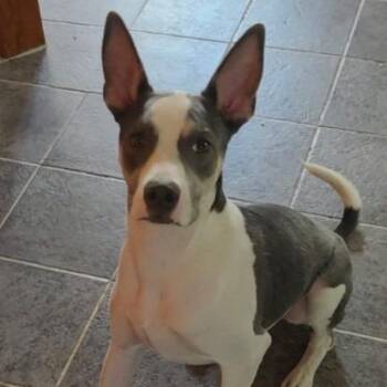 Pete- Needs another dog! -  Pit Bull Terrier and Mixed Breed Dog for Adoption in Flagstaff, Arizona - Pete- Needs Another Dog! | PetCurious
