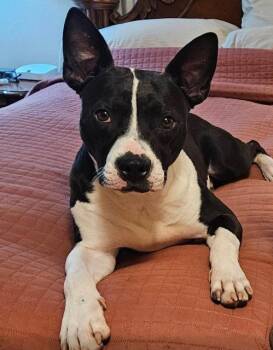 Terrier Dogs Available for Adoption - Bob | PetCurious