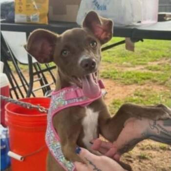 Chocolate -  Chihuahua and Mixed Breed Dog for Adoption - Chocolate | PetCurious