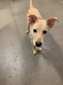 Rescue Retriever and Mixed Breed Dogs for Adoption in Everett, Washington - Izzy | PetCurious