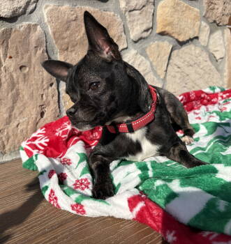 Rescue Chihuahua Dogs for Adoption in Nashville, Tennessee - Chimichanga "Chimi" | PetCurious