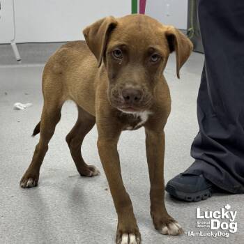 Mimosa -  Labrador Retriever Dog Available for Adoption in Washington, District Of Columbia - Mimosa | PetCurious
