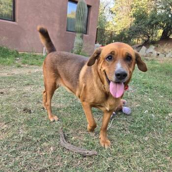 Rescue Redbone Coonhound Dogs for Adoption in Oracle, Arizona - L.G. | PetCurious