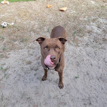 Noel -  Pit Bull Terrier Dog for Adoption in Lake Panasoffkee, Florida - Noel | PetCurious