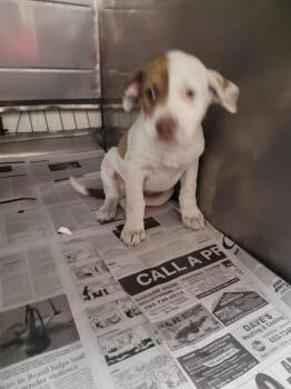 Pit Bull Terrier Dogs Available for Adoption in Linton, Indiana - Opal | PetCurious