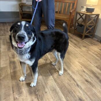 Australian Shepherd Dogs Available for Adoption - Leo 2 | PetCurious