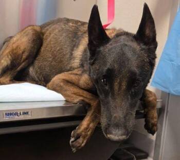 Hunter -  Belgian Shepherd Malinois and Mixed Breed Dog for Adoption in Fresno, California - Hunter | PetCurious