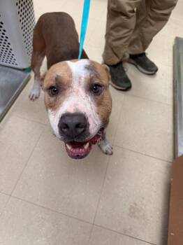 Joc -  Terrier Dog for Adoption in Bossier City, Louisiana - Joc | PetCurious