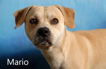 Mario -  Labrador Retriever Dog for Adoption in Mount Vernon, Ohio - Mario | PetCurious