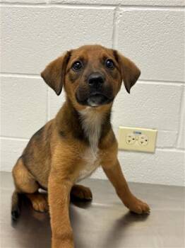 Labrador Retriever Dogs Available for Adoption in Corpus Christi, Texas - CATHERINE | PetCurious