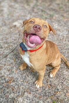 Rescue Pit Bull Terrier and Mixed Breed Dogs for Adoption in Macon, Georgia - Hawkeye | PetCurious