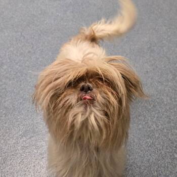 Trina -  Shih Tzu Dog for Adoption in Suffolk, Virginia - Trina | PetCurious
