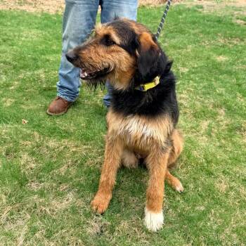 Airedale Terrier Dogs Available for Adoption in Eastford, Connecticut - CT Rena | PetCurious