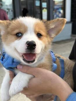Whiskey -  Corgi Dog for Adoption in Wheaton, Illinois - Whiskey | PetCurious