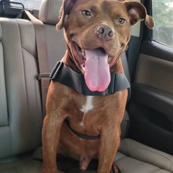 Chocolate -  American Staffordshire Terrier Dog for Adoption in Magnolia, Texas - Chocolate | PetCurious