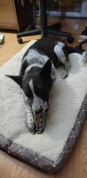 Australian Cattle Dog Blue Heeler Dogs Available for Adoption in Indianapolis, Indiana - Bella Norris | PetCurious