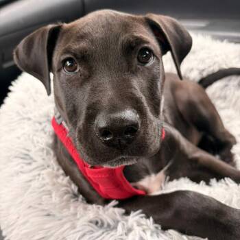 Mixed Breed Dogs Available for Adoption in Vaughan, Ontario - Moe | PetCurious