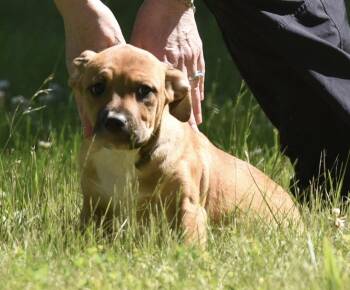 Rocco -  German Shepherd Dog and Labrador Retriever Dog for Adoption in Mechanicsburg, Pennsylvania - Rocco | PetCurious