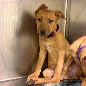 German Shepherd Dog and Mixed Breed Dogs Available for Adoption in Austin, Texas - Peony | PetCurious