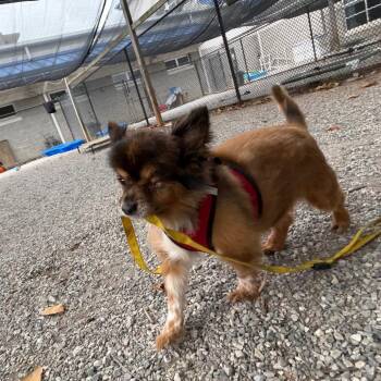 Neno -  Pomeranian Dog for Adoption in York, Pennsylvania - Neno | PetCurious
