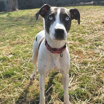 Duchess -  Mixed Breed Dog for Adoption in Johnson City, Tennessee - Duchess | PetCurious