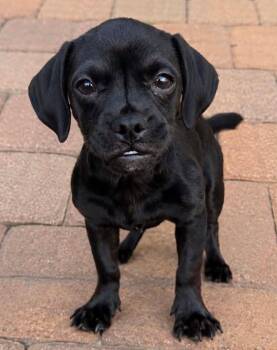 Toothless -  Puggle Dog for Adoption in San Tan Valley, Arizona - Toothless | PetCurious