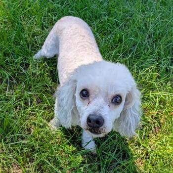 Poodle Dogs Available for Adoption in Houston, Texas - Bo Bradley | PetCurious