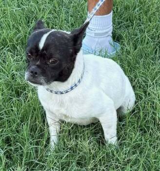Little Bruno -  Pug and Chihuahua Dog for Adoption in Williston, Vermont - Little Bruno | PetCurious
