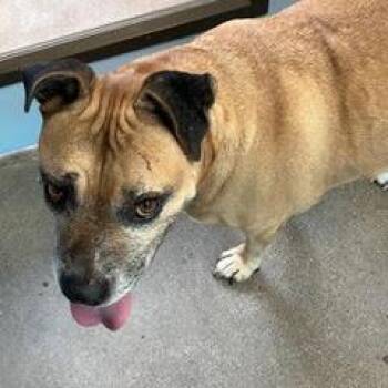 Theo -  Boxer and American Staffordshire Terrier Dog for Adoption in Green Valley, Arizona - Theo | PetCurious