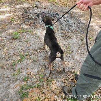 Mixed Breed Dogs Available for Adoption in Lake Panasoffkee, Florida - Mylo | PetCurious